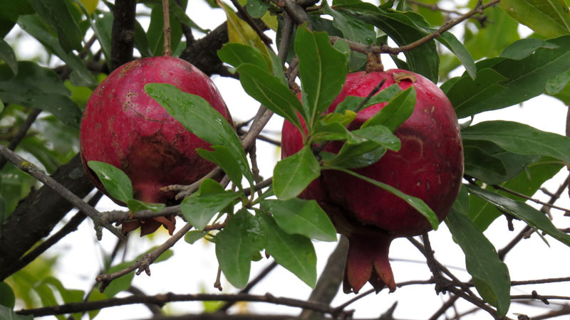 Гранаты -11. Гранаты -11.