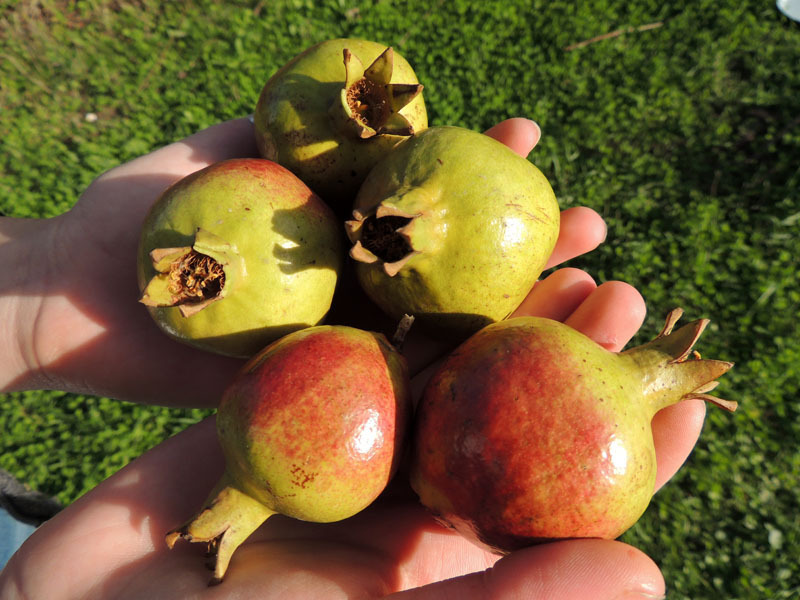 Гранаты -12. Гранаты -12.