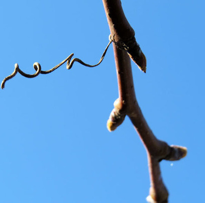 "Пружинка" на ветке грушевого дерева.