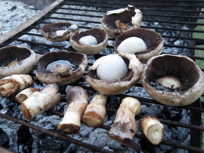 Разложили шляпки и ножки грибов на сетку.