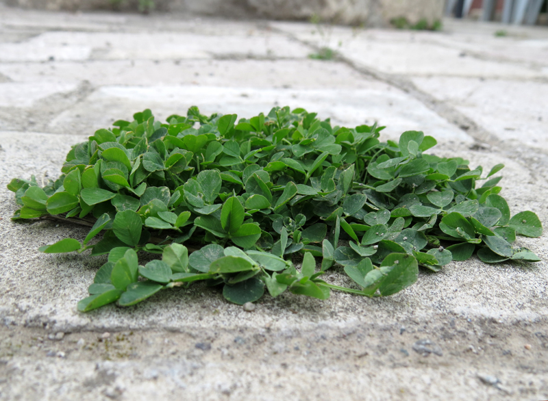 Эта зелень приютилась среди бетонных плит во дворе кафе.
