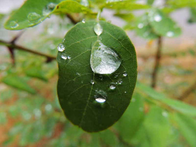 Роса. Фото 4. Роса. Фото 4.