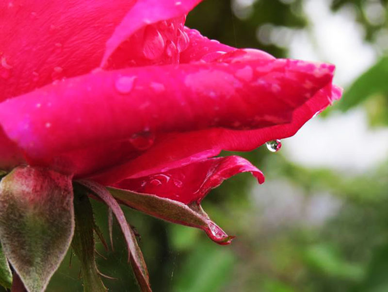 Роса. Фото 9. Роса. Фото 9.