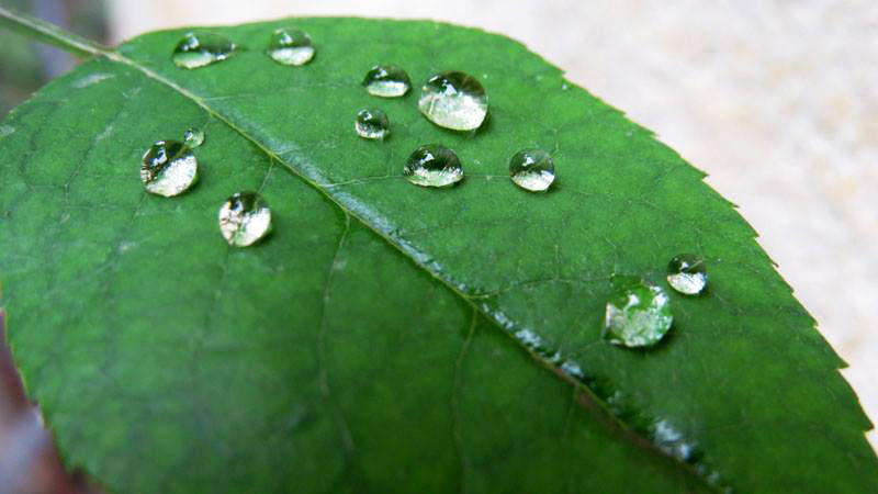 Роса. Фото 12. Роса. Фото 12.